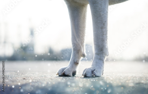 Die Beine und Pfoten eines Labrador Retriever Hundes als Hintergrund im Schneeregen © manushot