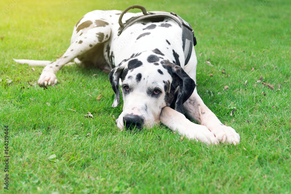 Black and white great dane on green grass Black and white great dane on green grass