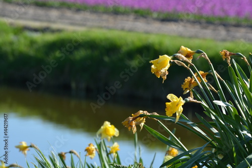 Fototapeta Naklejka Na Ścianę i Meble -  Yellow flower in front of a river