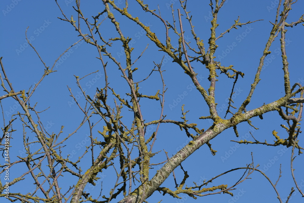 branches with blue sky background branches with blue sky background