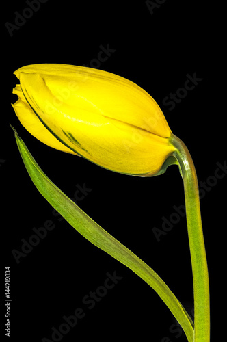 Yellow flowers tulip
