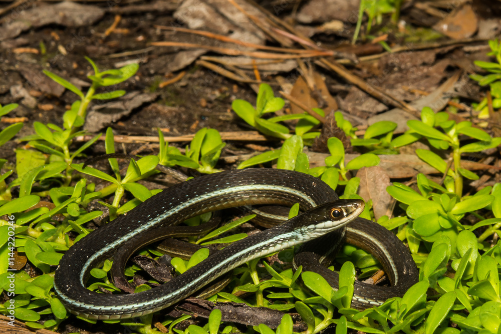 Bluestripe Ribbon Snake