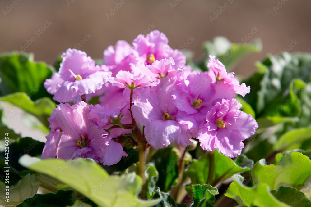 Fototapeta premium Bush of blooming violets in a pot on a Sunny day