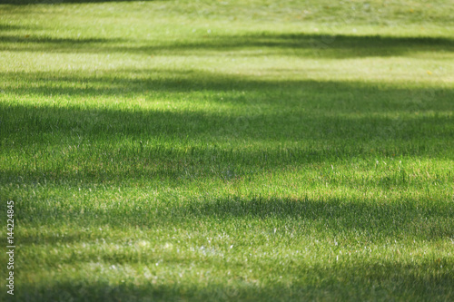 Summer lawn, green grass texture
