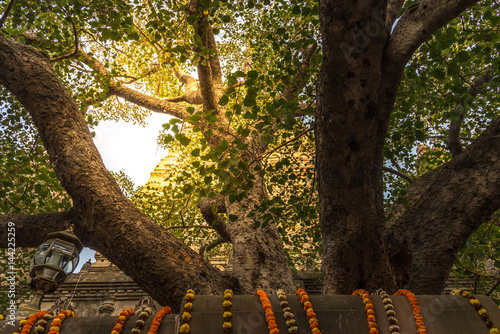 The Bodhi tree with stupa on background, which the Buddha became enlightened located at BodhGaya, India