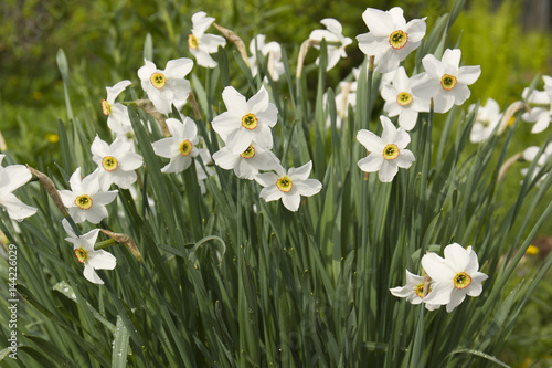 Fototapeta Naklejka Na Ścianę i Meble -  White daffodils in a spring garden
