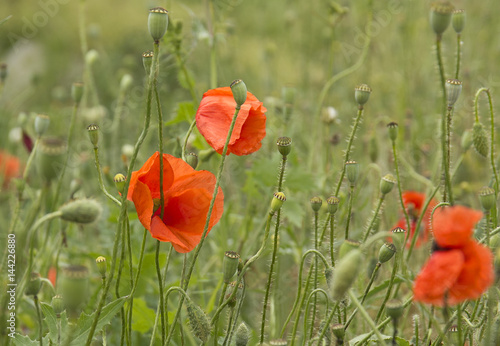 Red poppies on green field.