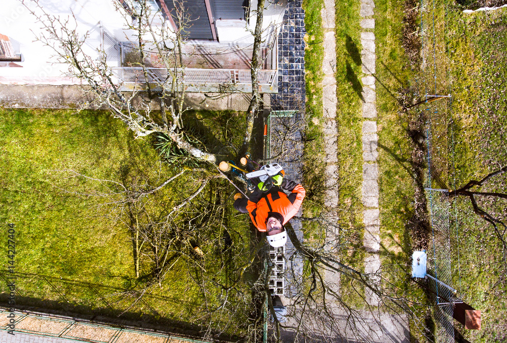 Lumberjack with chainsaw and harness pruning a tree. Lumberjack with chainsaw and harness pruning a tree.