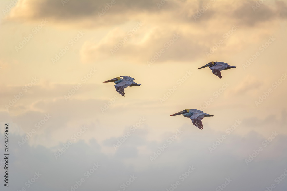 Fototapeta premium Pelicans fly early in the morning