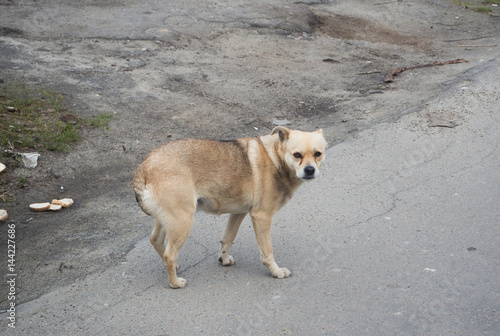 a sick homeless dog on the street © pavelkant