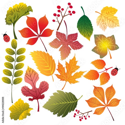leaves of different colors and sizes
