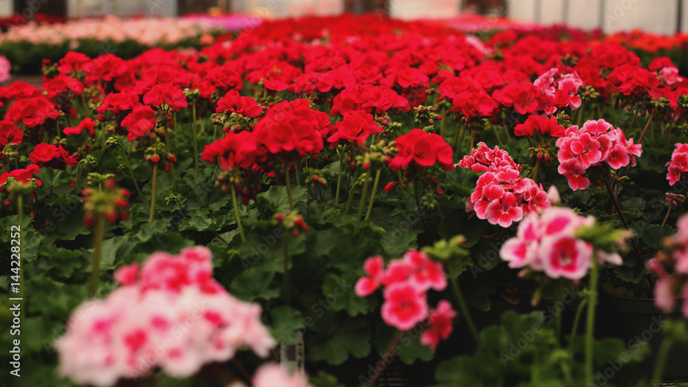 Flowers in Spring Pink Red Green house bunches Blooming