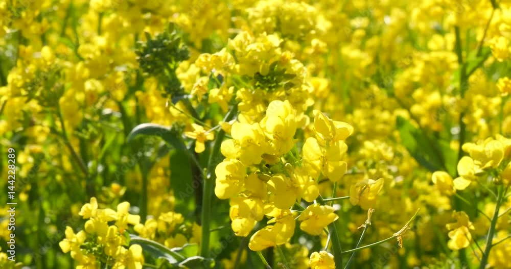 Swaying canola flower at bright sunny day Swaying canola flower at bright sunny day