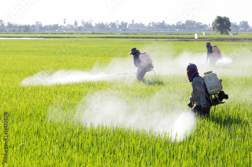 farmer spraying pesticide in the rice field photo