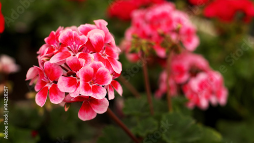 Flowers Geraniums  in Spring Pink Red Green house bunches Blooming Garden