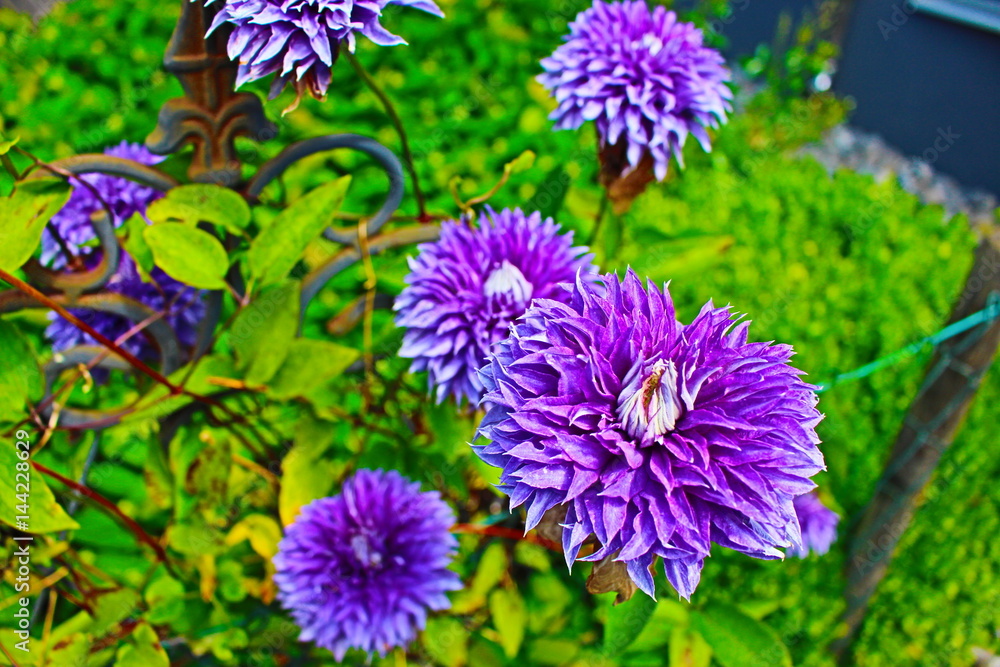 Fototapeta premium flower violett purple 