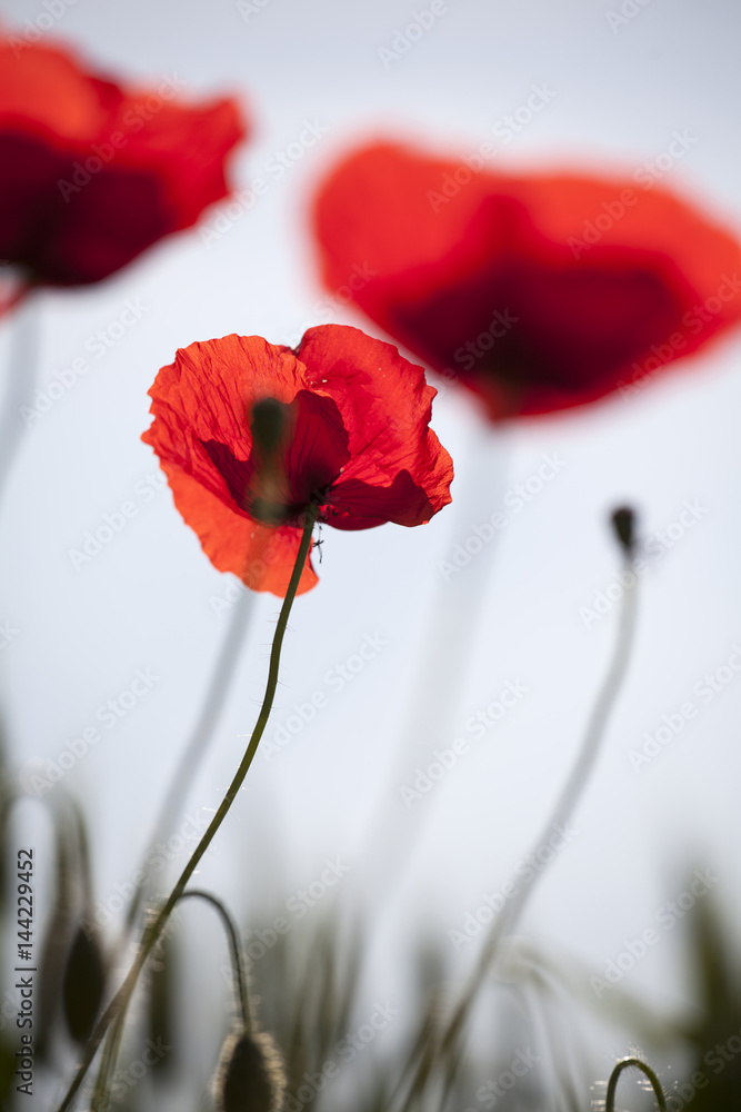 Obraz premium papaveri nel prato