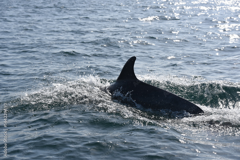 Fototapeta premium Dauphins dans la baie de saint malo