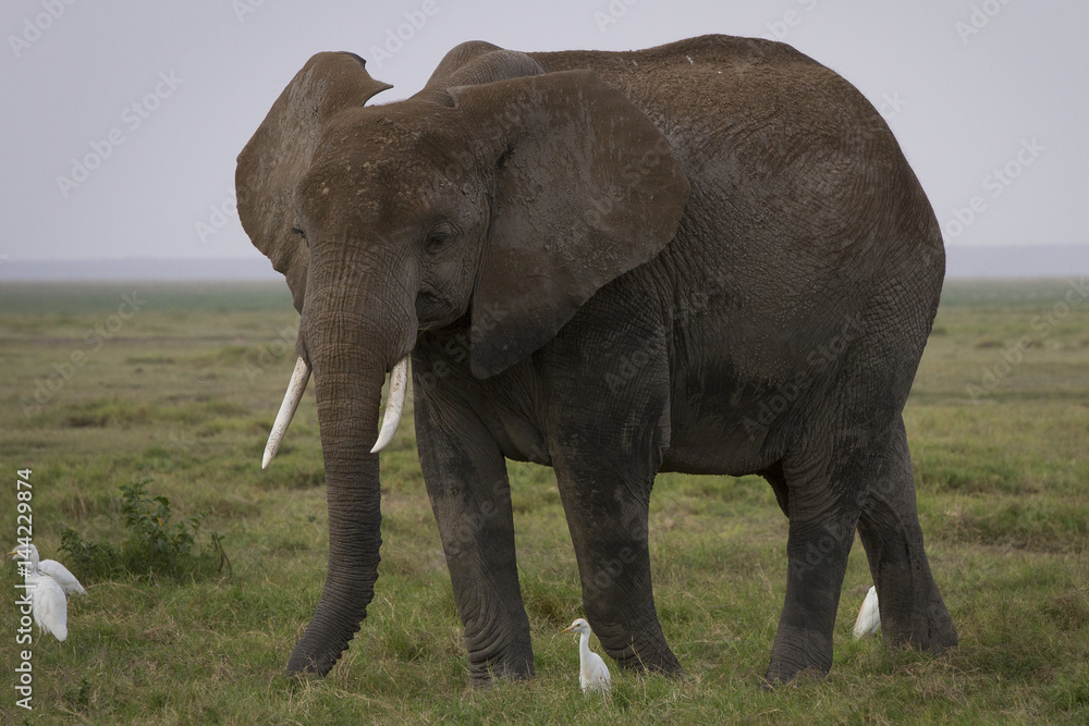 elefante gigante