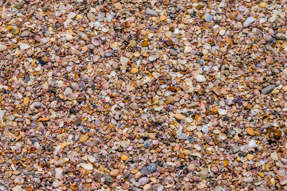 Shell backgrounds Shell backgrounds