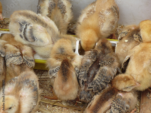 Chicks on straw eating feed in the chicken coop © lukeluke68