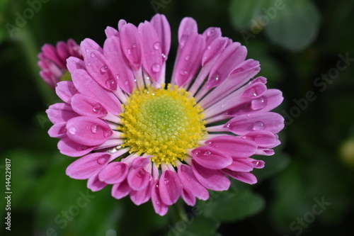 Pink Spoon Chrysanthemum with dew