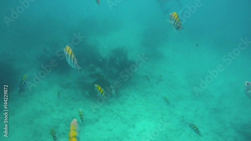 Schools of tropical fish swimming around a coral reef in Riviera Maya Mexico. Slow motion 120fps photo