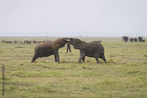 elefanti che giocano