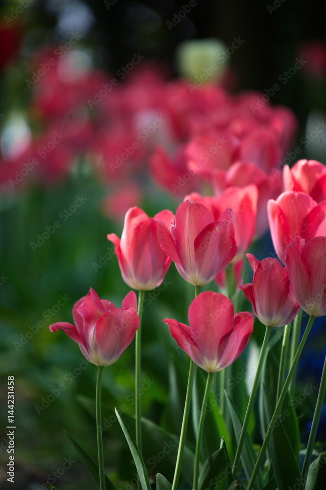 Fototapeta premium tulipani rossi