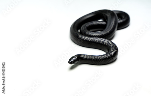 very beautiful real black mexican snake