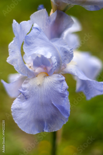 Beautiful blue iris flower after rain.Beautiful blue iris flower after rain.