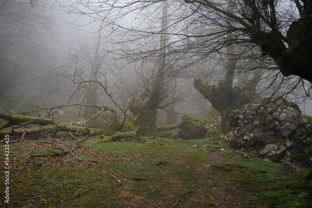 Fototapeta premium Forest in the mist