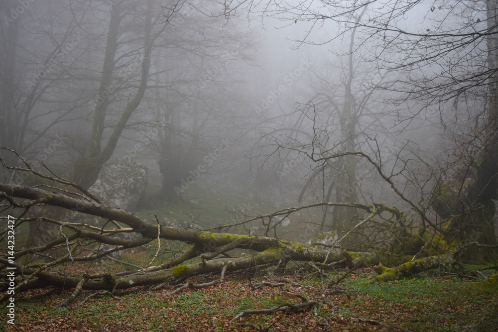 Obraz premium Forest in the mist