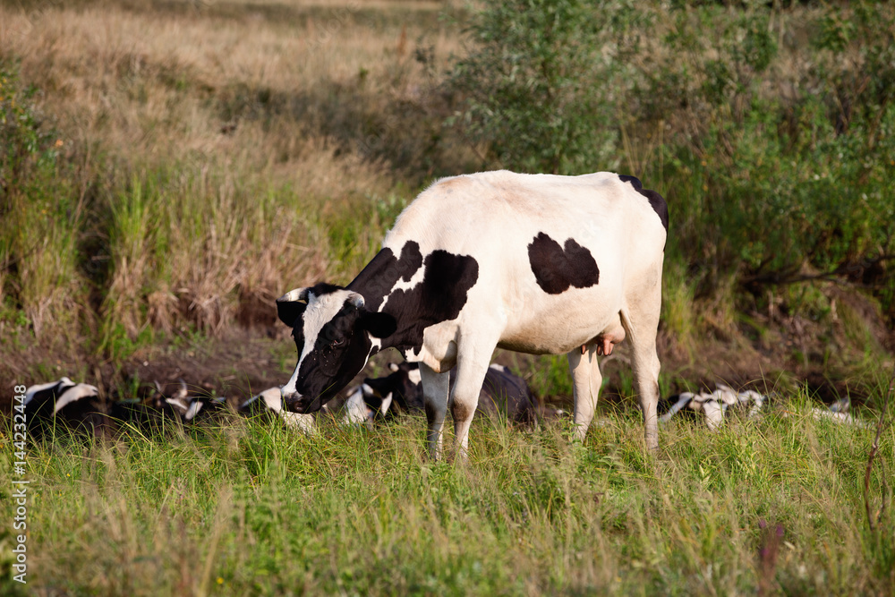 Grazing friesian cow in lush meadow with other cows lying down in background Grazing friesian cow in lush meadow with other cows lying down in background