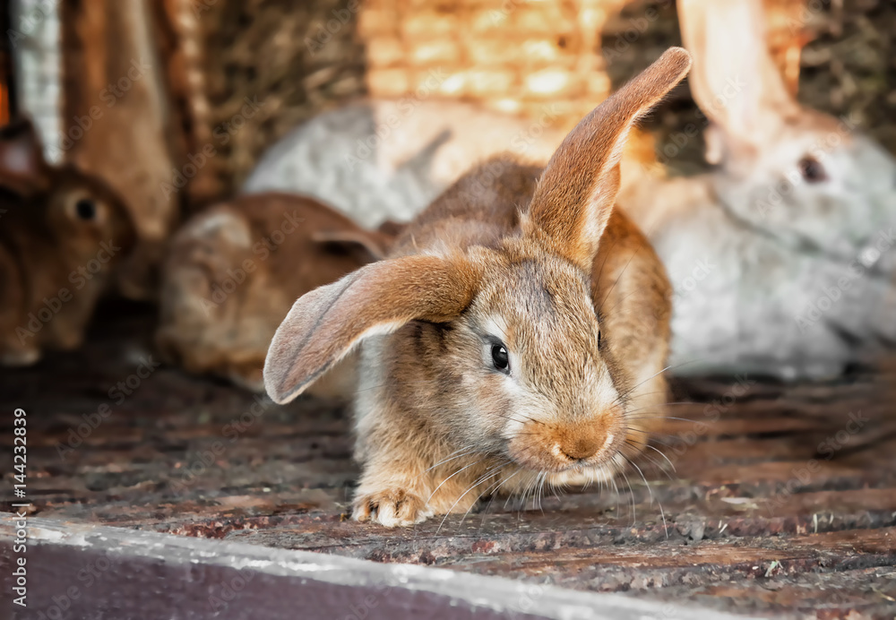 eared beautiful redhead in a pretty little rabbit lives in a cage with rabbits eared beautiful redhead in a pretty little rabbit lives in a cage with rabbits