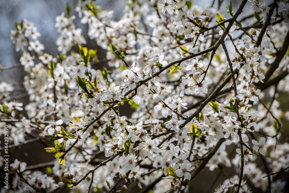 Flowering tree with many white flowers Flowering tree with many white flowers