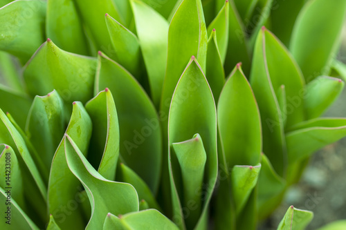 Green leaves and a bud tulip close-up