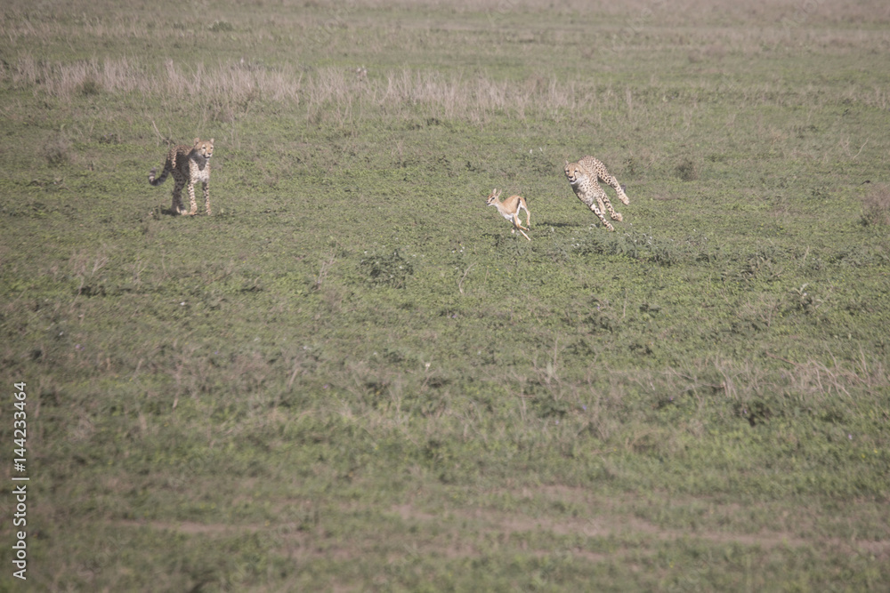 Cheetah training hunt, Serengeti, Tanzania Cheetah training hunt, Serengeti, Tanzania