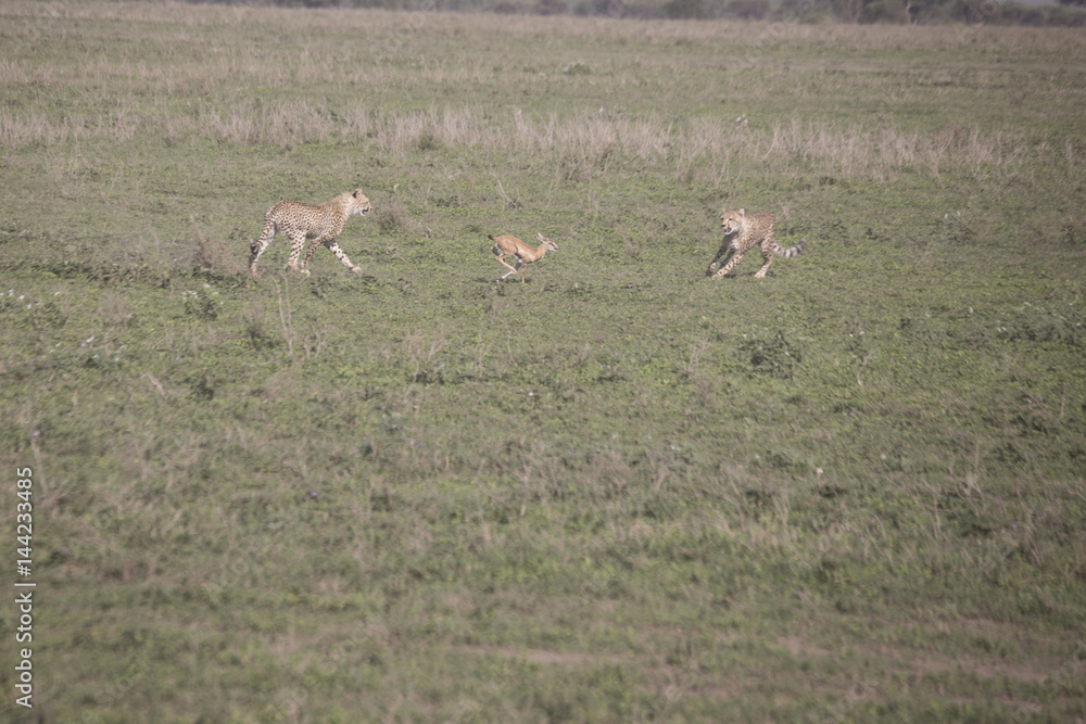 Cheetah training hunt, Serengeti, Tanzania