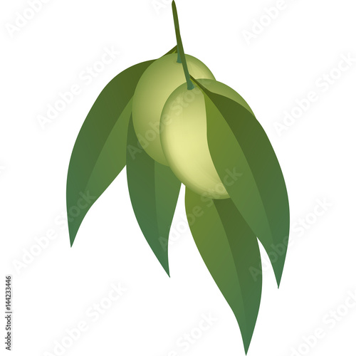 oliva