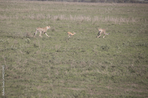 Cheetah training hunt, Serengeti, Tanzania