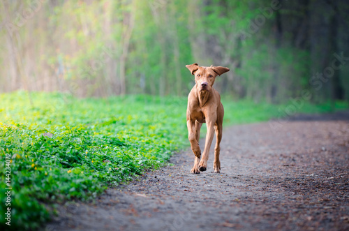 Hungarian hound pointer dog running on the forrest path © tmart_foto