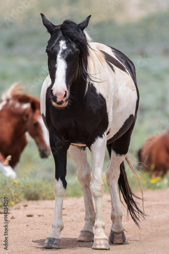 Open Range Horse in Colorado
