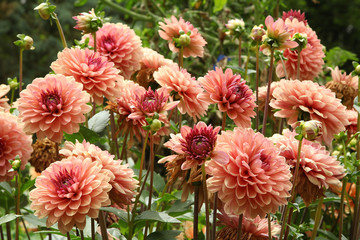 Keuken achterwand Dahlia Zalmrode dahlia in bloei  © hcast