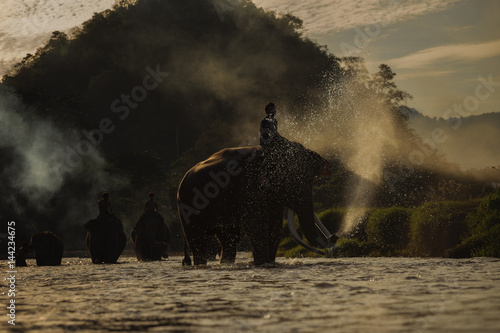 Canvas Print elephant bathing