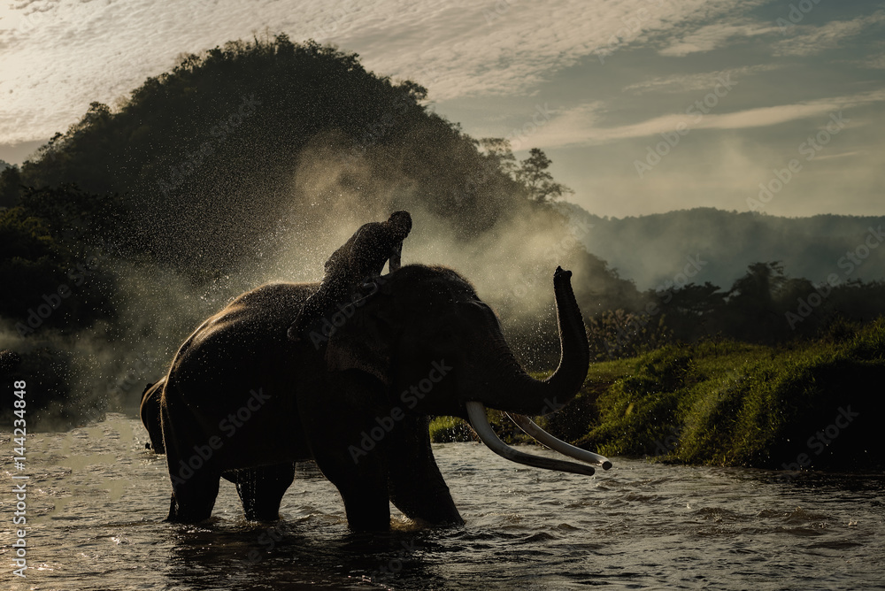 Naklejka premium elephant bathing