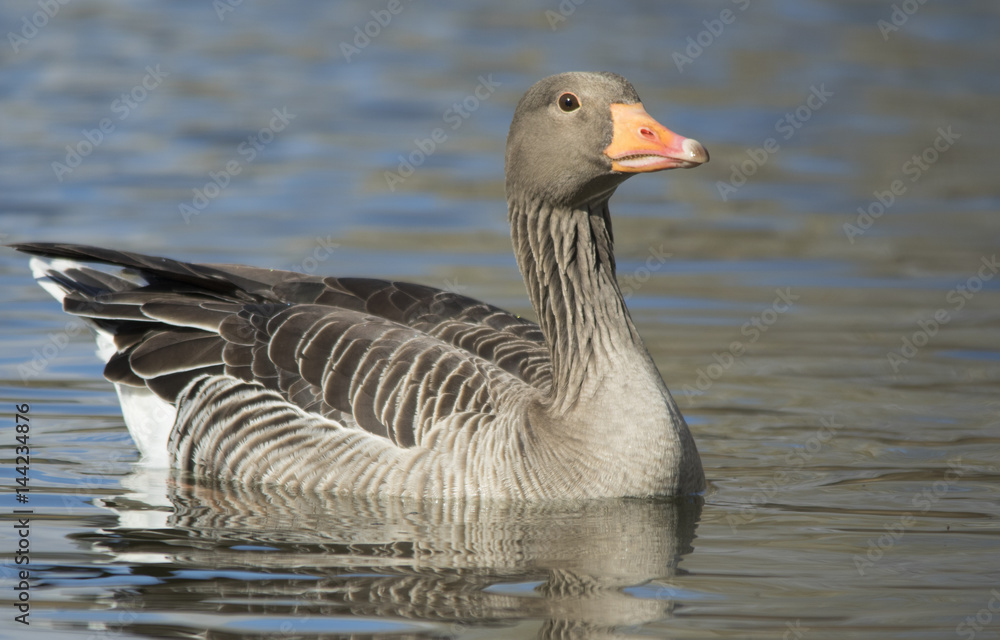 Greylag Goose Greylag Goose