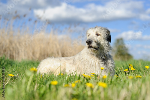 Irish Wolfhound in spring photo