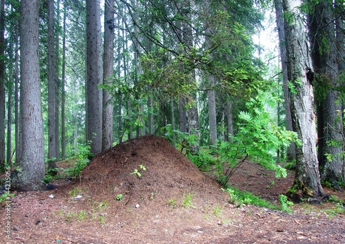 Huge anthill in the forest