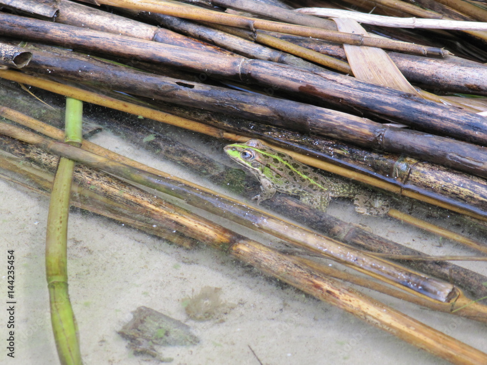 Frog sitting in the reeds on the bank of the pond.